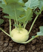 300 Graines de Chou Rave Blanc - légume ancien potager - semences paysannes