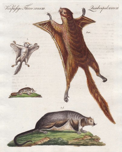 Ecureuil volant eichhörnchen - ecureuil,