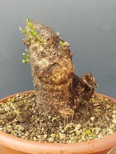 Bonsaï olivier 20 x 18 cm en