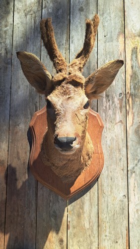 Taxidermie trophé tete de - taxidermie,
