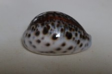 collection coquillage CYPRAEA