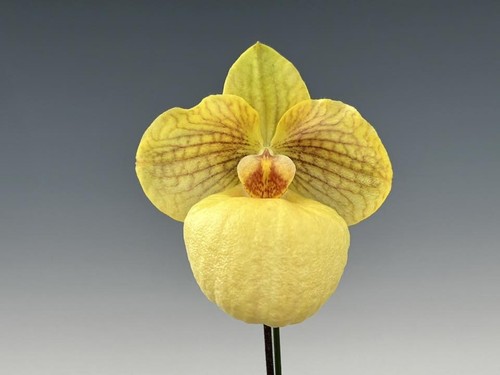 Paphiopedilum fumi delight - paphiopedilum, fumi's