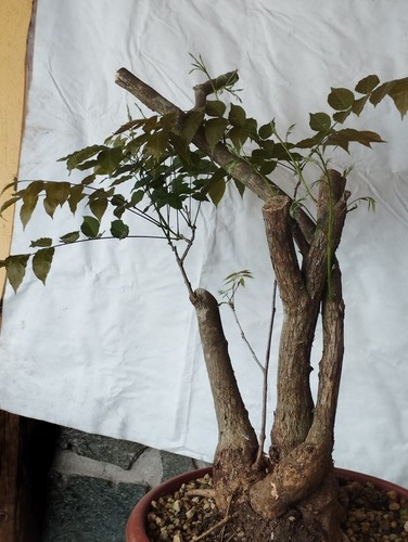 Bonsaï glycine 30 cm - 70,