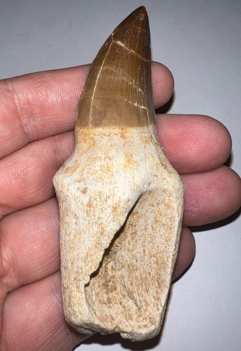 Thalassotitan mosasaur fossil - thalassotitan,