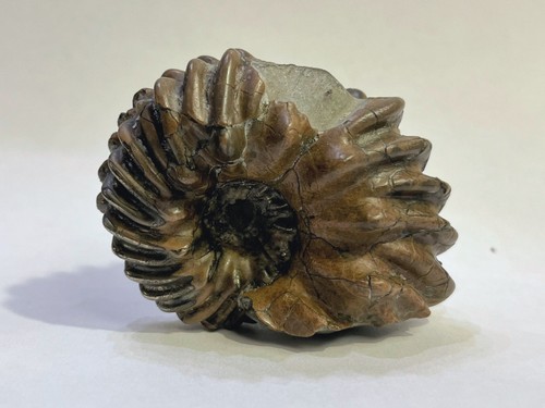 Ammonite épineuse hoplites - épineuse,