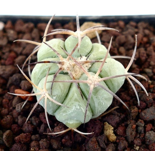 Echinocactus horizonthalonius