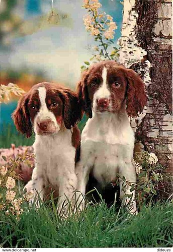 Carte postale animaux - -,