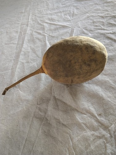 Calebasse naturelle séchée