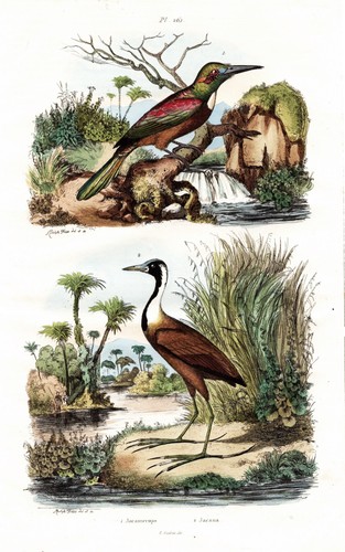 Jabiru jacamar oiseaux - jabiru,