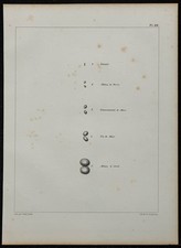 1839 - Planche d'anatomie - Testicules du moineau - Lithographie