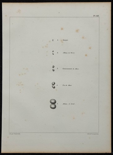 1839 planche anatomie - -,