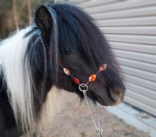 miniature horse show halter