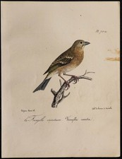 1830 - Roselin cramoisi - Lithographie ancienne d'oiseau (Ornithologie) couleur