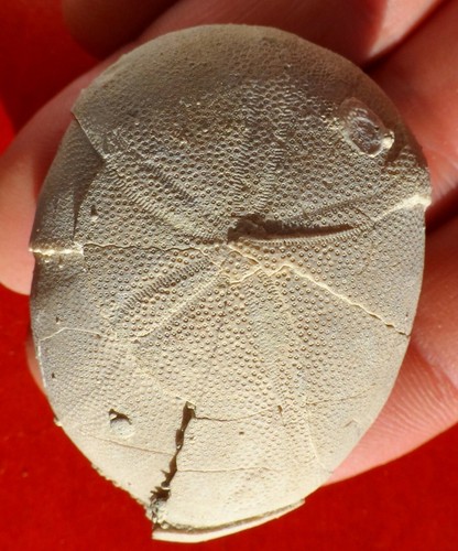 Oursin fossile des - des,