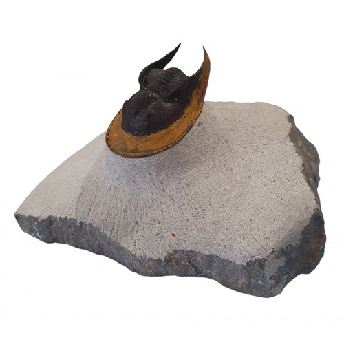 Trilobite fossils harpes - fossils,