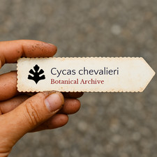 Cycas chevalieri chevalier s - chevalieri, chevalier's
