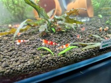 Crevettes Caridina CRYSTAL RED (le lot12) SOL NEUTRE Aquarium poissons plantes 