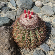 Melocactus peruvianus 10000