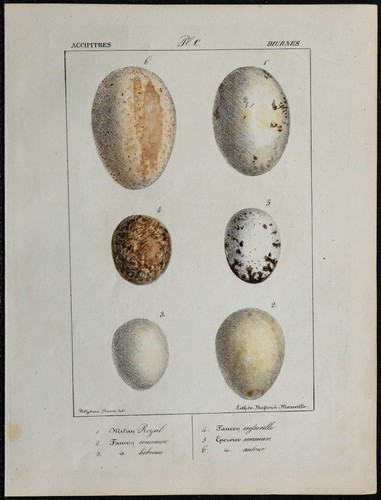 1830 oeufs oiseaux rapaces - 1830,