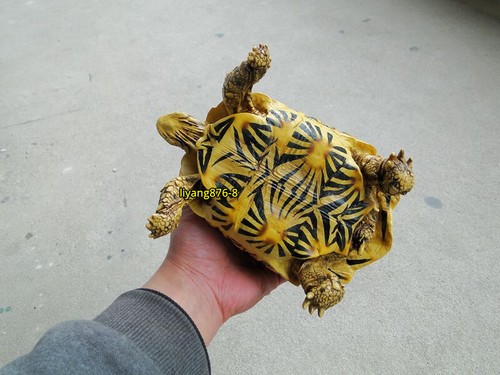 Geochelone elegans resin - geochelone,