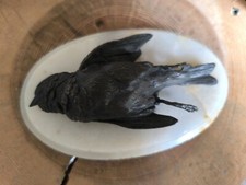 Ancien bronze oiseau mort dans