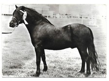 CHEVAUX PONEY DARTMEOR  élévage anglais