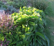 Consoude Bocking 14  (de  Russie) / lot de 10 racines