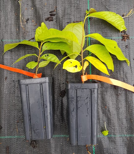 Asimina triloba - (semis), /