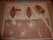 affiche scolaire edition rossignol le hanneton l'araignée l'écrevisse 