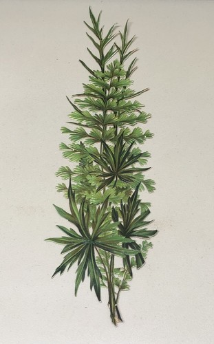 Long botanical leafs - long,