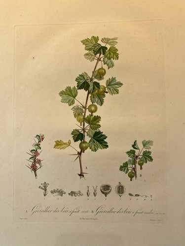 Poiteau pomologie - poiteau,,