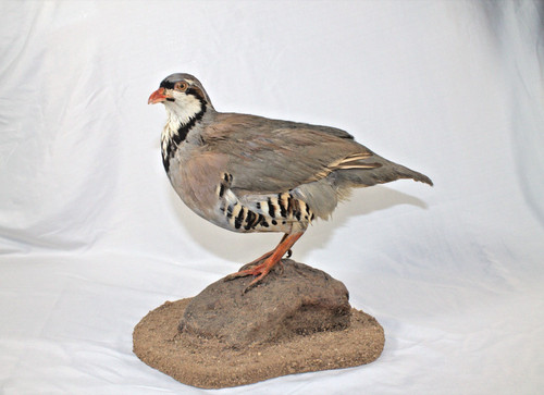 Chukar bird mount - mount, taxidermy