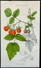 1855 - Murier Rubus biflorus -