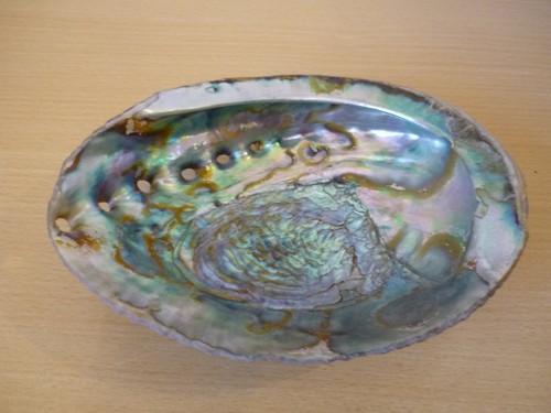 Coquillage ormeau décoratif - coquillage,