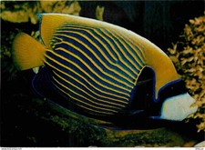 Animaux - Poissons - Aquarium Tropical du Musée de Zoologie de Nancy - Ange de m