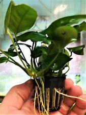 ANUBIA BARTERI VARIETE NANA PIED MERE - PLANTE AQUATIQUE - PLANTE AQUARIUM