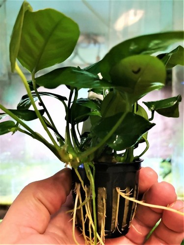 Anubia barteri variete - anubia,