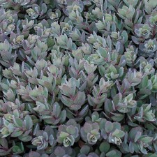 Sedum sunsparkler®