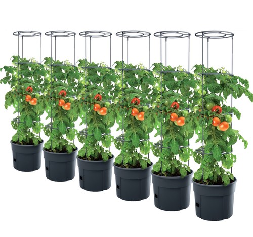 Plant de tomate - de,