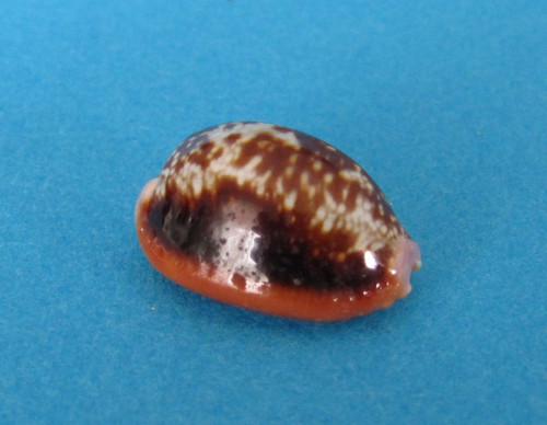 Cypraea helvola argella 6 - cypraea, 22,6