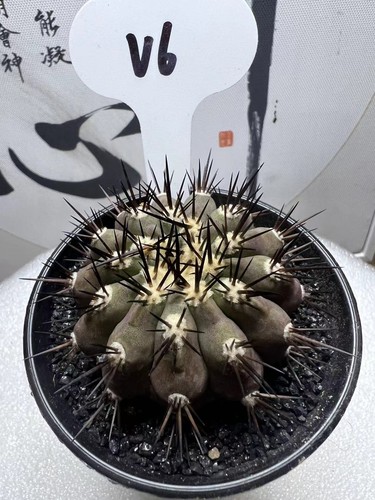 1pc 7cm copiapoa - 1pc, cinerea