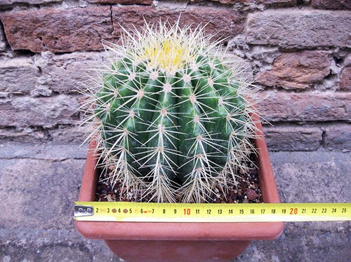 Echinocactus grusonii cm - echinocactus,