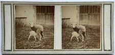 Brebis L'allaitement de l'agneau Photographie artistique c1860 Stereo Vintage 