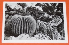 CHROMO PHOTO 1950-1960 JARDIN