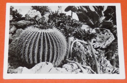 Chromo photo 1950 1960 - photo, jardin