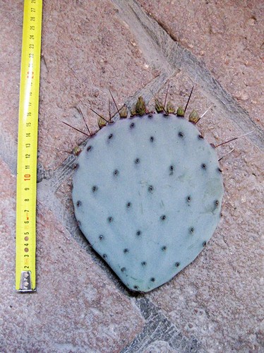 Opuntia violacea - , pelle)