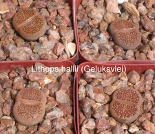50 graines de Lithops hallii