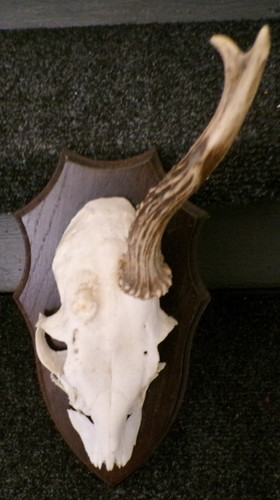 Superbe trophee chasse - superbe,