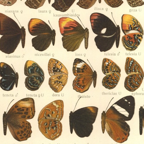 Adalbert seitz papillon - adalbert,