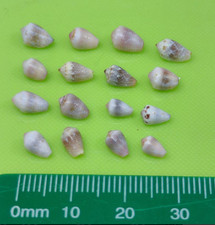 Cone Shell japonais sea Shells of Okinawa bébé cône minuscule